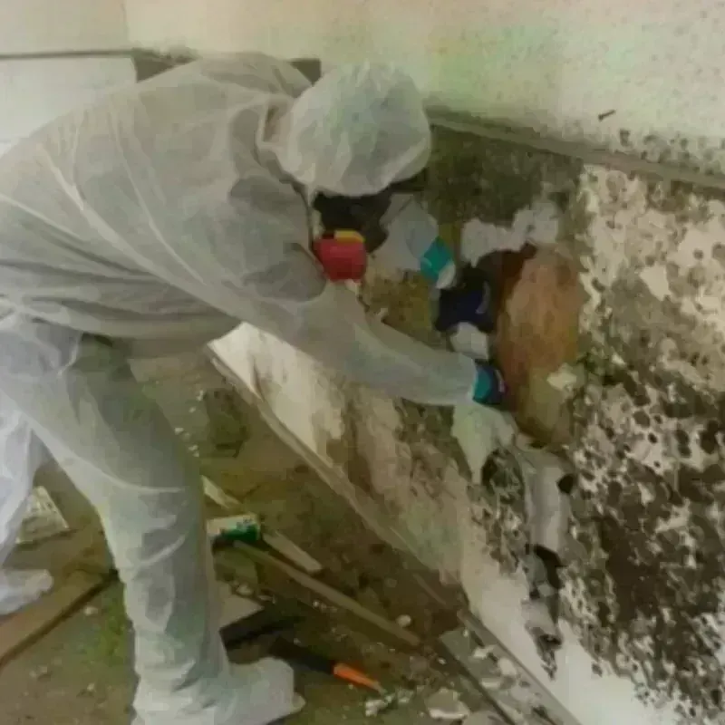 Mold Remediation and Removal in Destrehan, LA